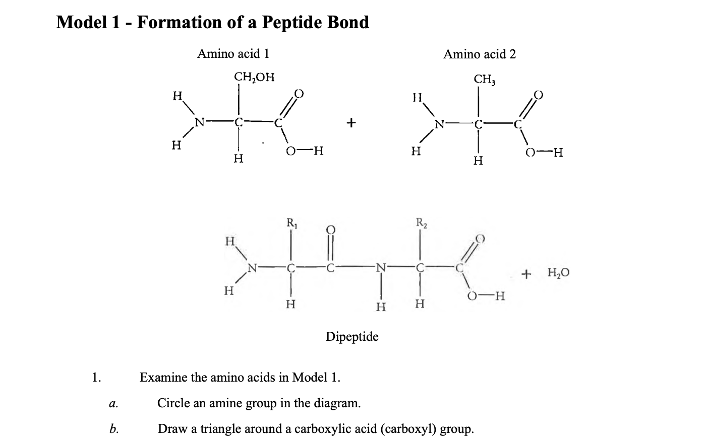 Solved Model 1 - Formation of a Peptide Bond Amino acid 1 | Chegg.com