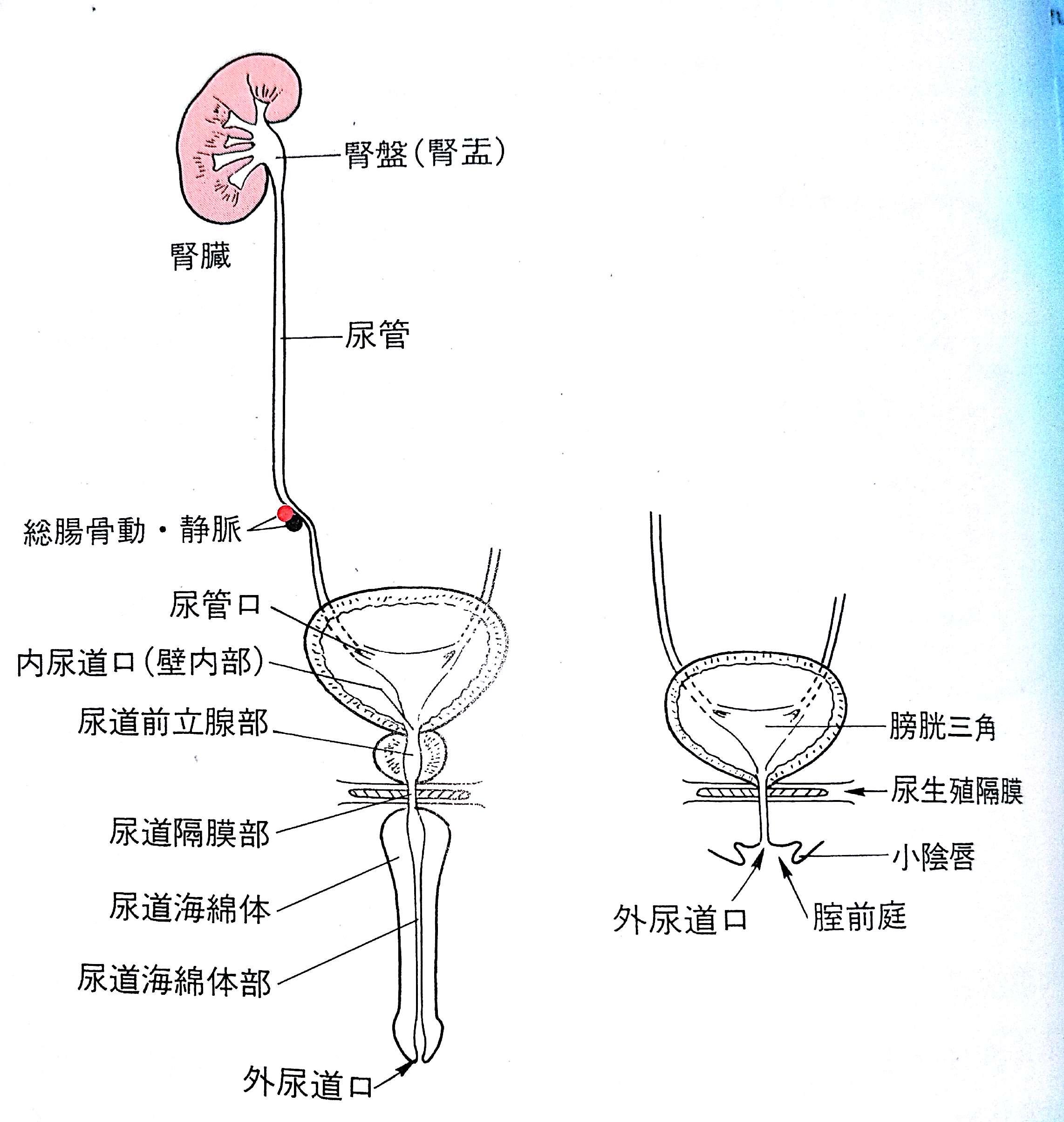 解剖学 泌尿器 生殖器 Flashcards Chegg Com