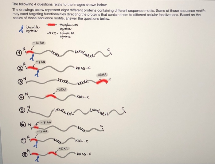 Solved The following 4 questions relate to the images shown | Chegg.com