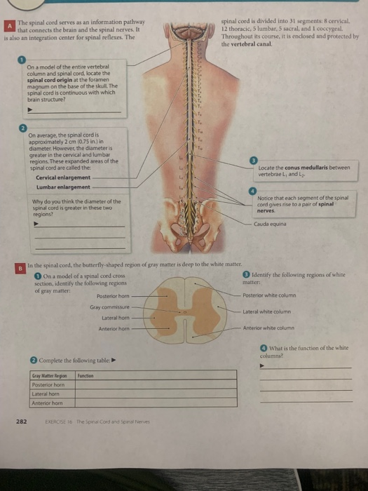 Solved Identifying Spinal Meninges and Associated Structures | Chegg.com