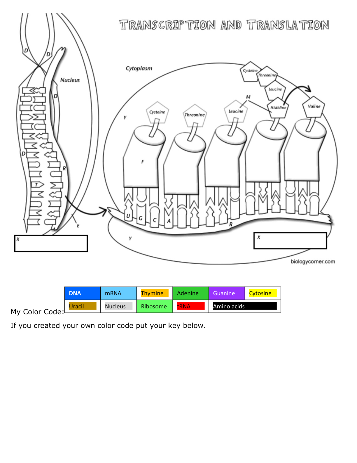 transcription and translation diagram worksheets