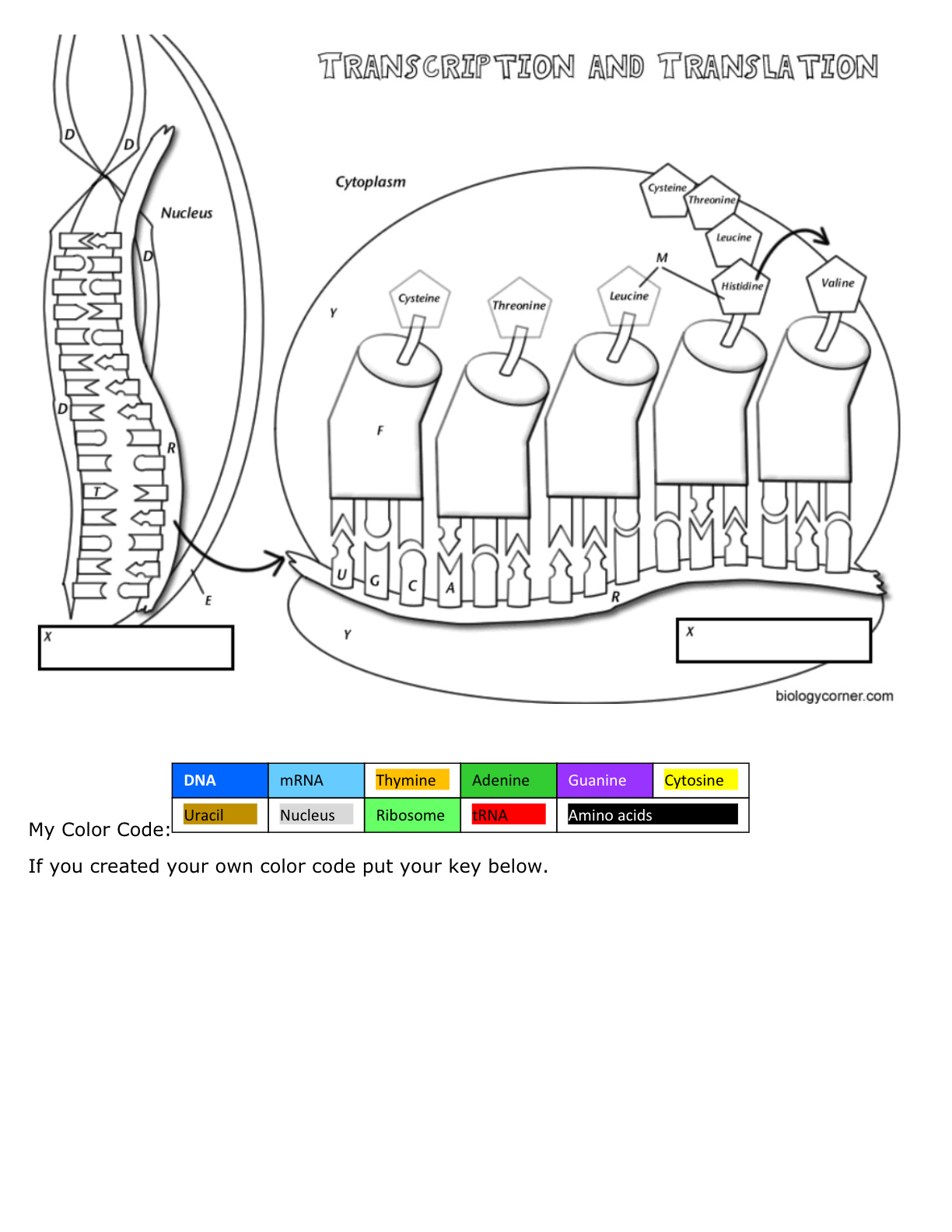 Solved DNA Coloring - Transcription \& Translation | Chegg.com