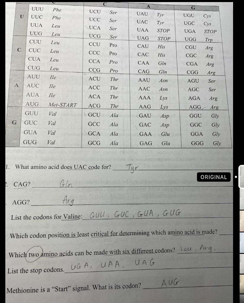 Solved What amino acid does UAC code for? Tyr CAG? Glr AGG?