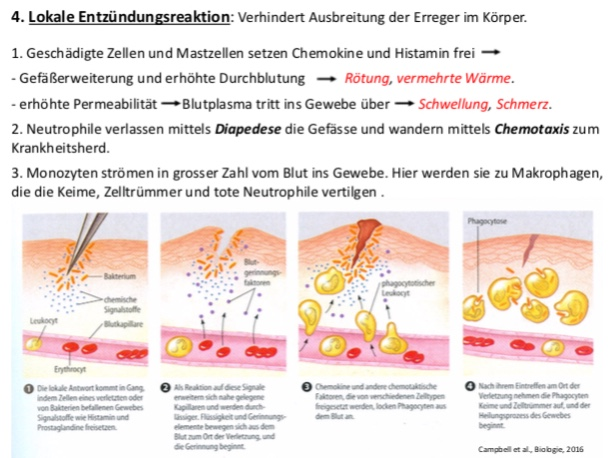 Immunsystem Lymphatische Organe Flashcards Chegg Com