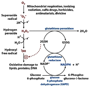 Solved (8 points) PPP: The pentose phosphate pathway is | Chegg.com