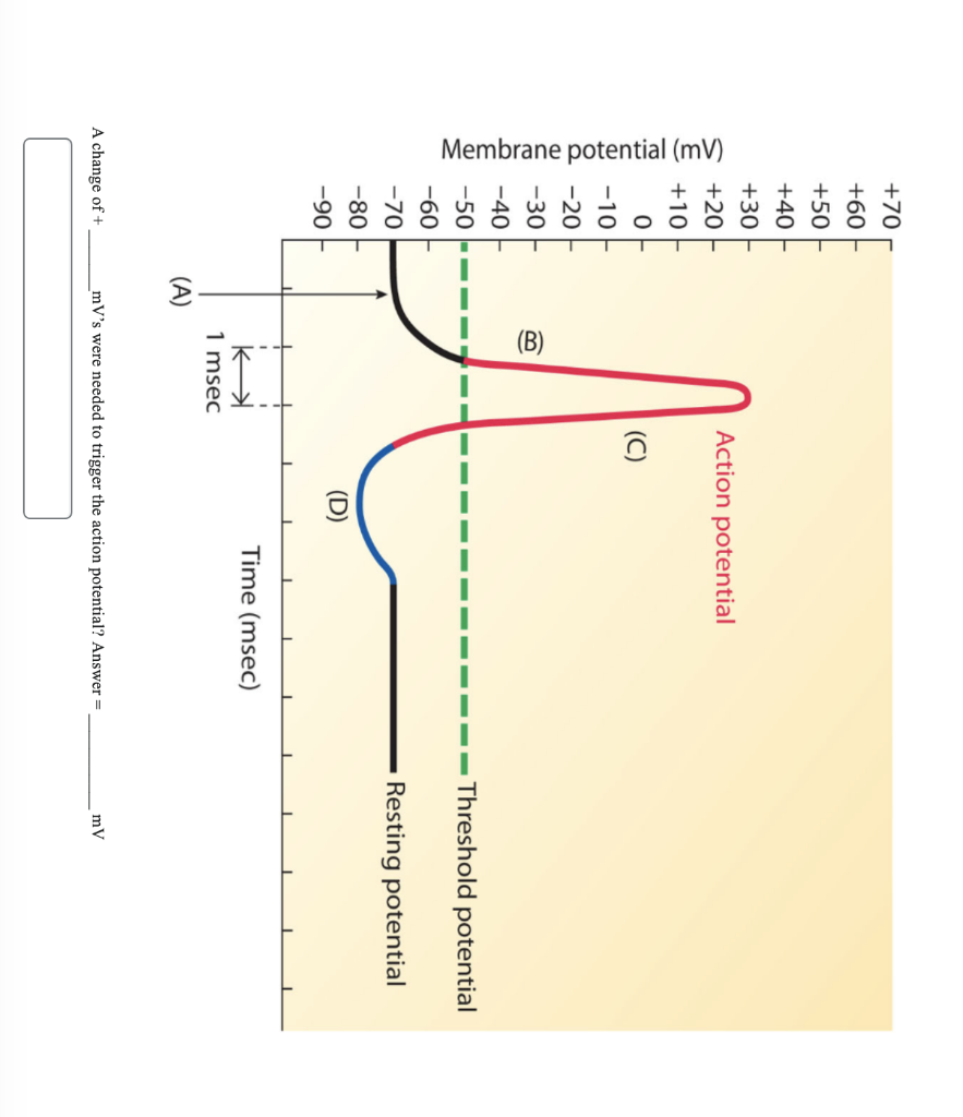 mv needed for action potential