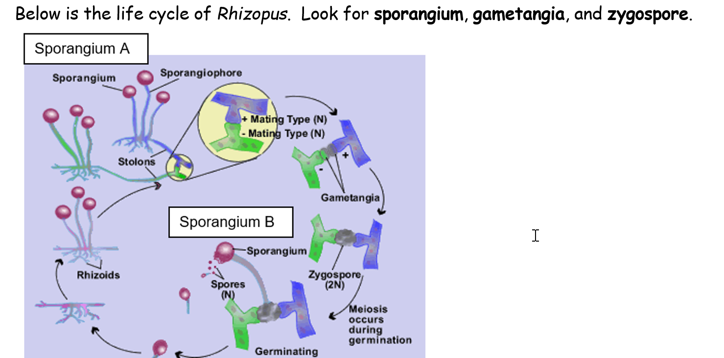 Solved a )This diagram shows two types of sporangia, which I | Chegg.com, image size:1479x732