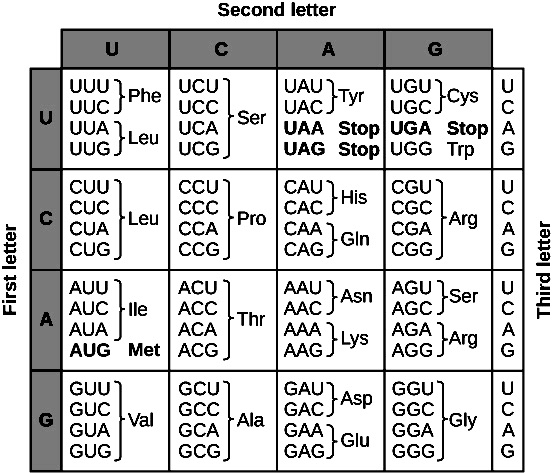 Solved Here is the wild type sequence of a part of the | Chegg.com