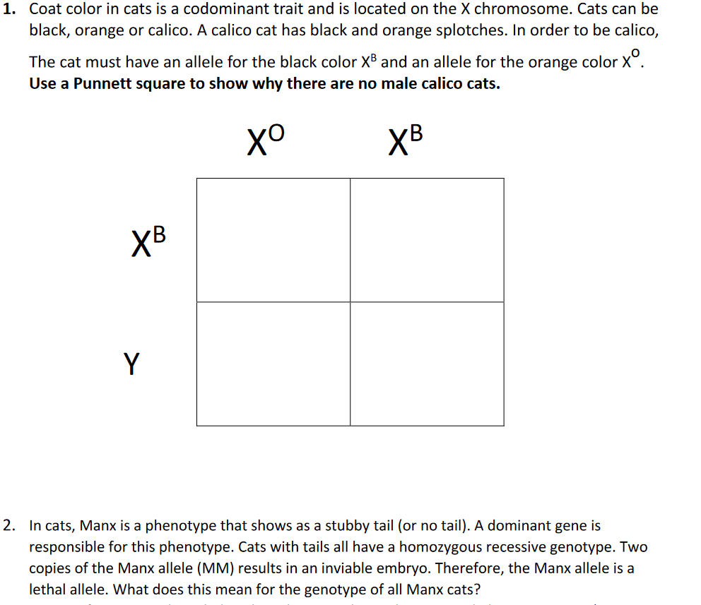 solved-1-coat-color-in-cats-is-a-codominant-trait-and-is-chegg