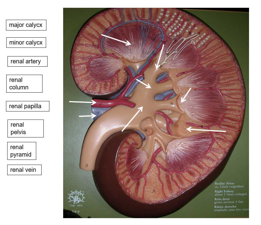 Solved renal cortex renal medulla renal pelvis ureter Rechte | Chegg.com
