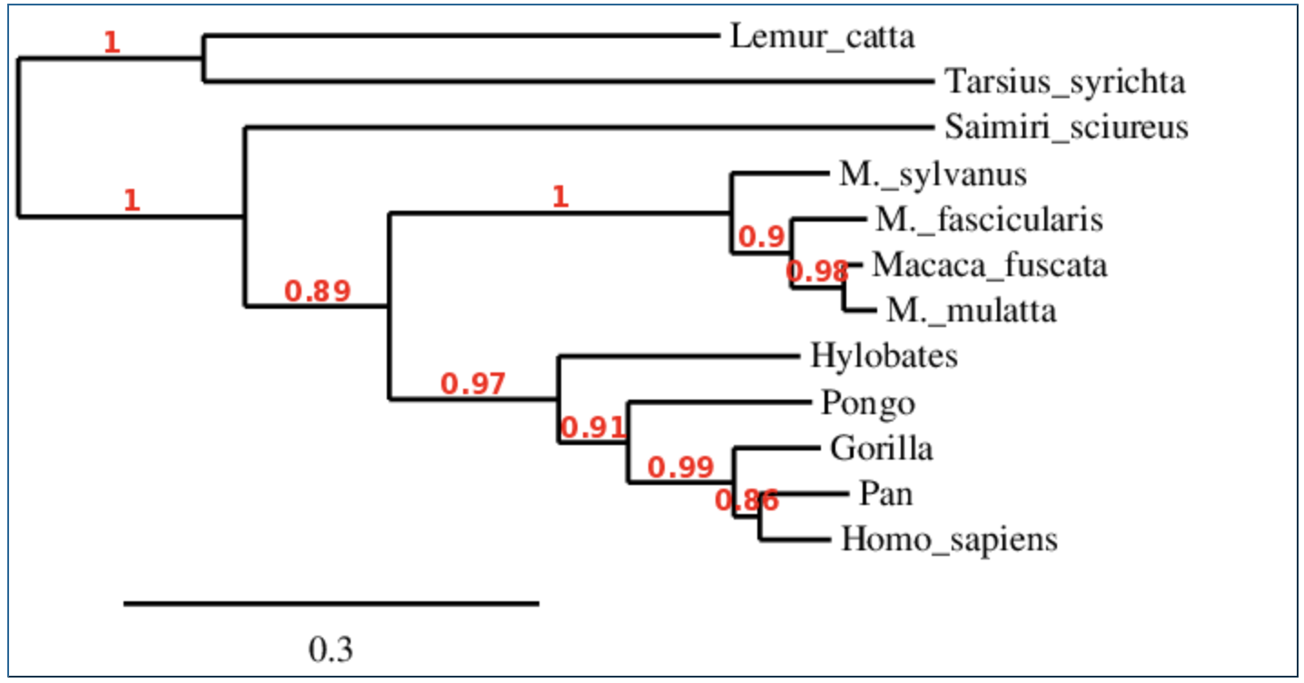 Solved For the following tree, which branch has the weakest