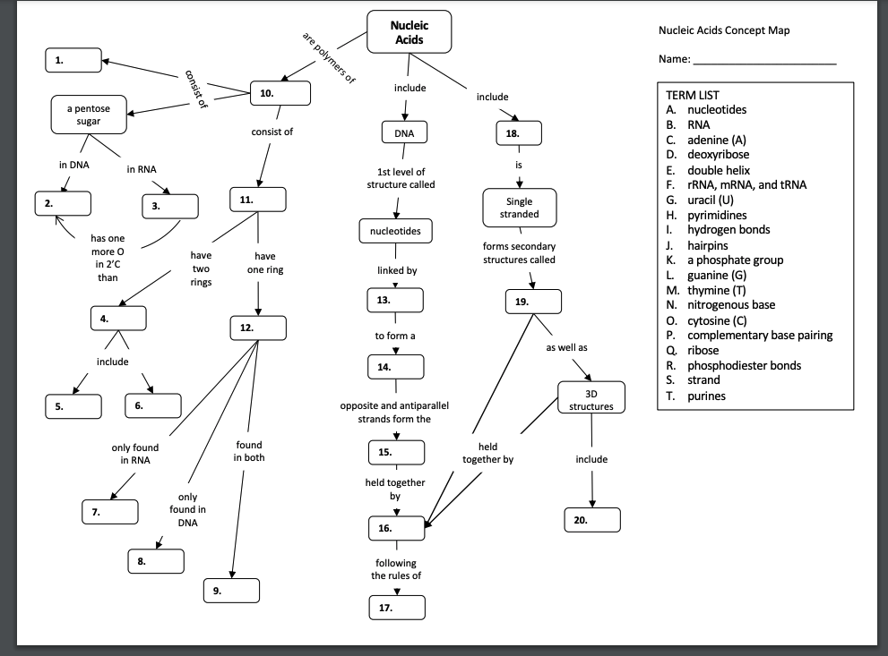 nucleic acid concept map answer key