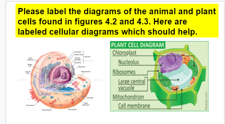 Solved Compare and contrast animal and plant cells. What do 