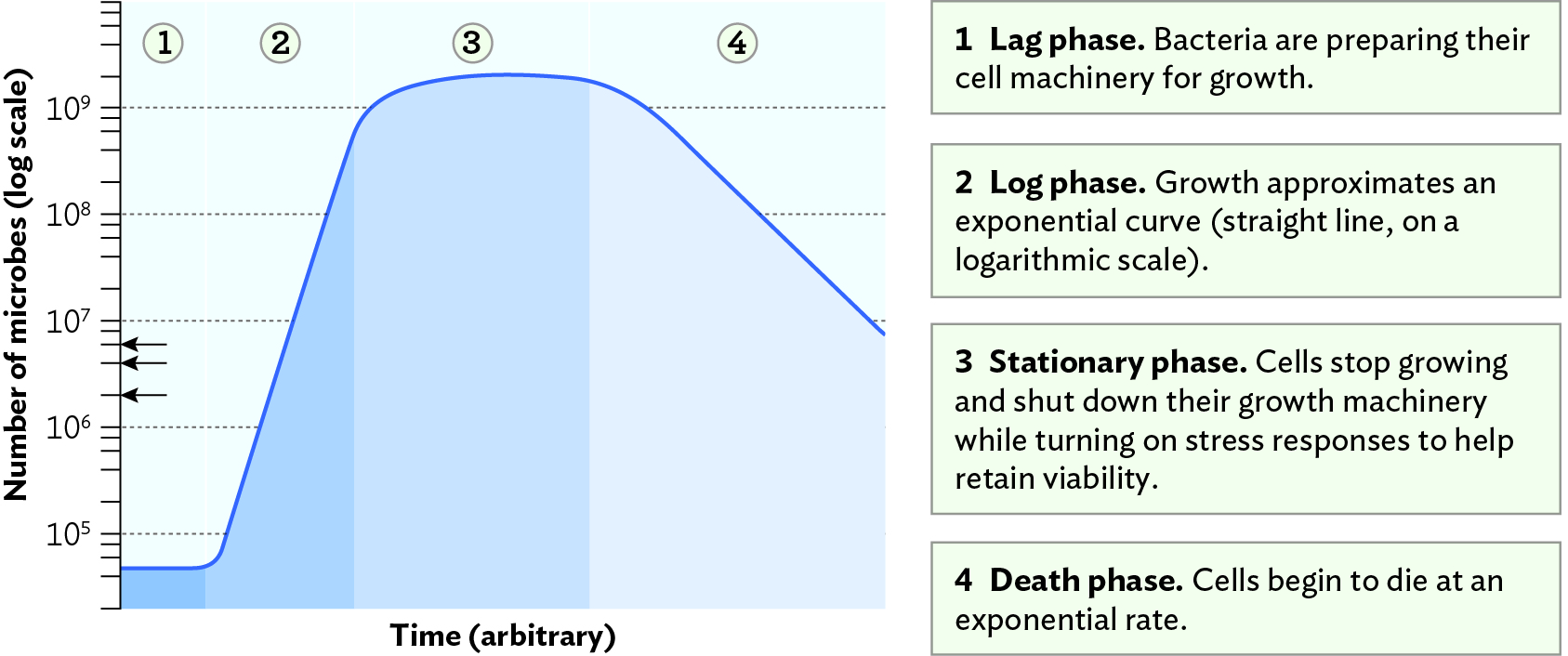 Log Phase Growth