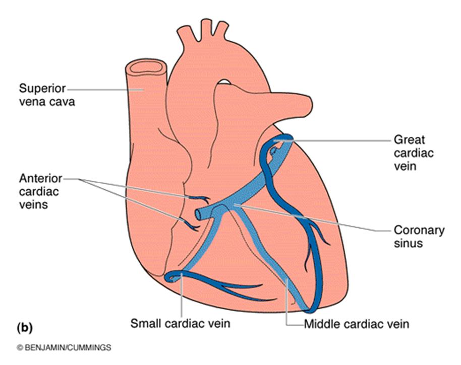 Вены сердца. Венозный венечный синус сердца. Венечный синус сердца схема. Венозный коронарный синус. Венечный круг кровообращения схема.