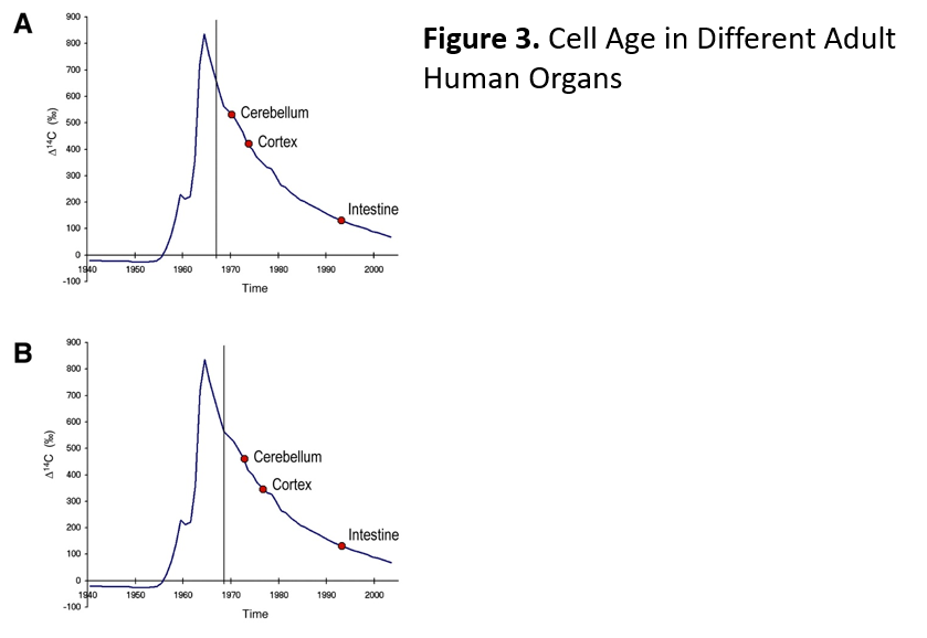 For each cell type, locate the relevant graphs. Each | Chegg.com