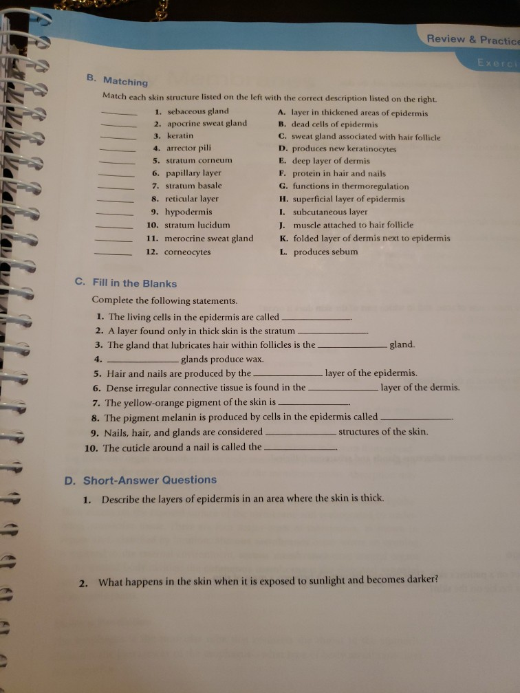 Solved Review &Practice Exerc B. Matching Match each skin | Chegg.com