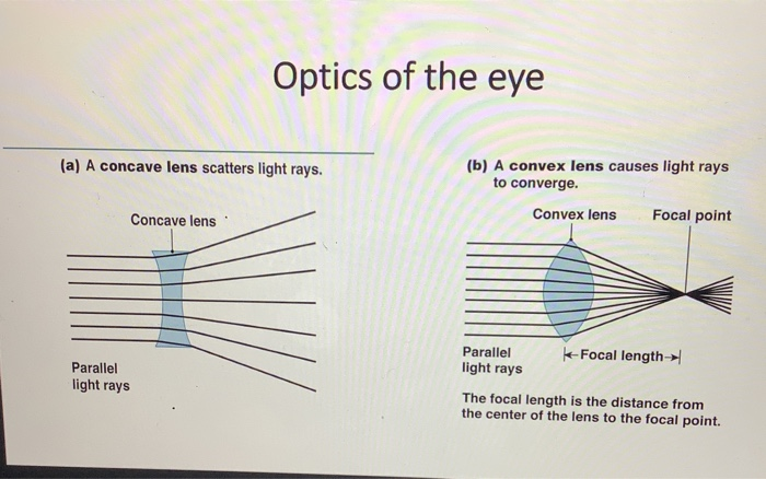 Solved Optics of the eye (b) A convex lens causes light rays | Chegg.com