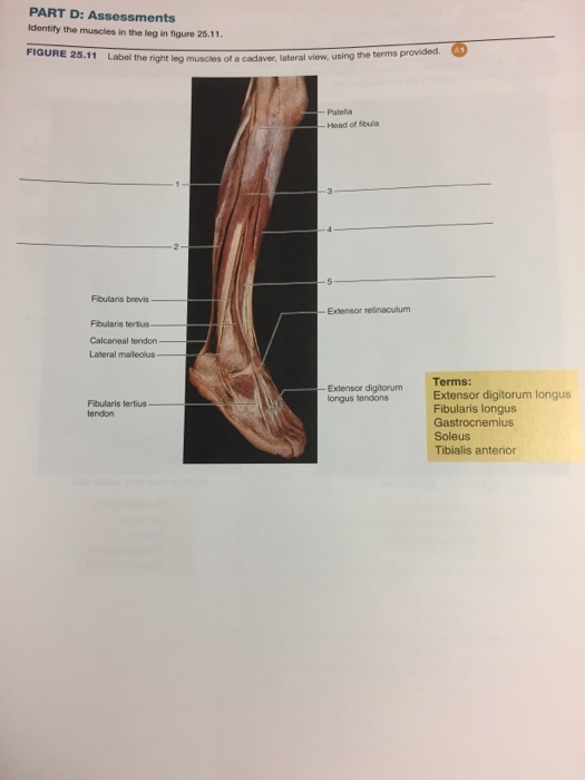 Solved PART D: Assessments Identify the muscles in the leg | Chegg.com