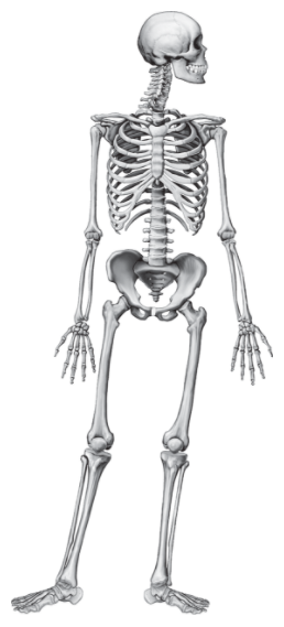 Solved EXERCISE 4 BONE SHAPES Work in a small group or alone | Chegg.com