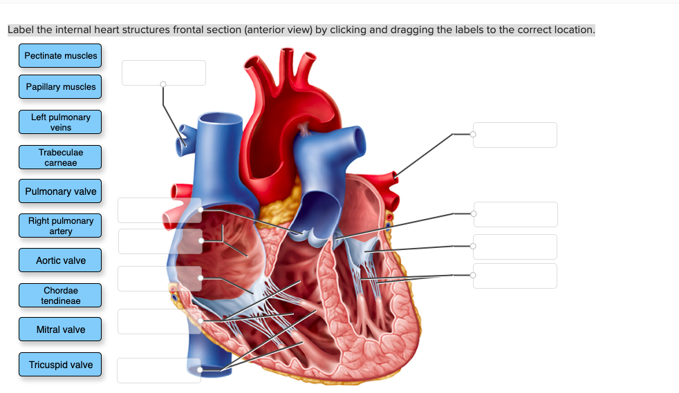 internal heart anatomy diagram