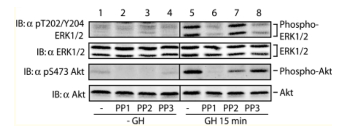 Solved Below Is An Image Of A Western Blot. Below Is Also A | Chegg.com