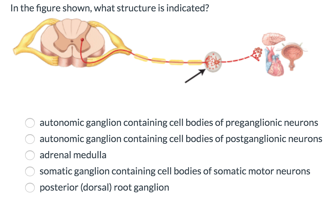 solved-which-of-the-following-is-not-sympathetic-response-chegg