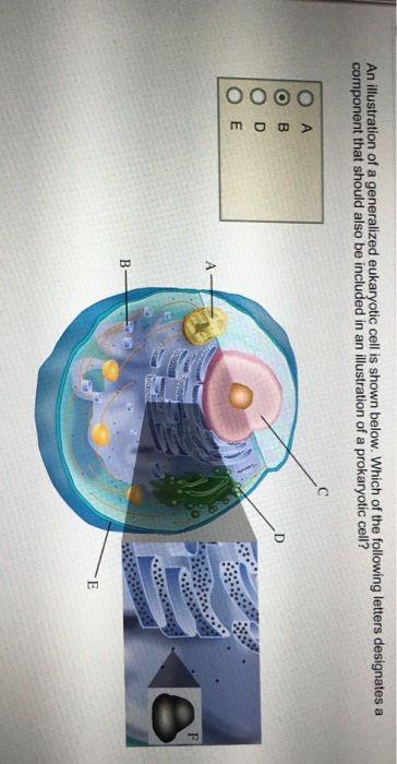 Solved An illustration of a generalized eukaryotic cell is | Chegg.com