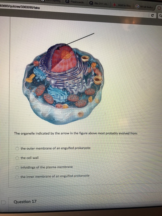 Solved The organelle indicated by the arrow in the figure | Chegg.com