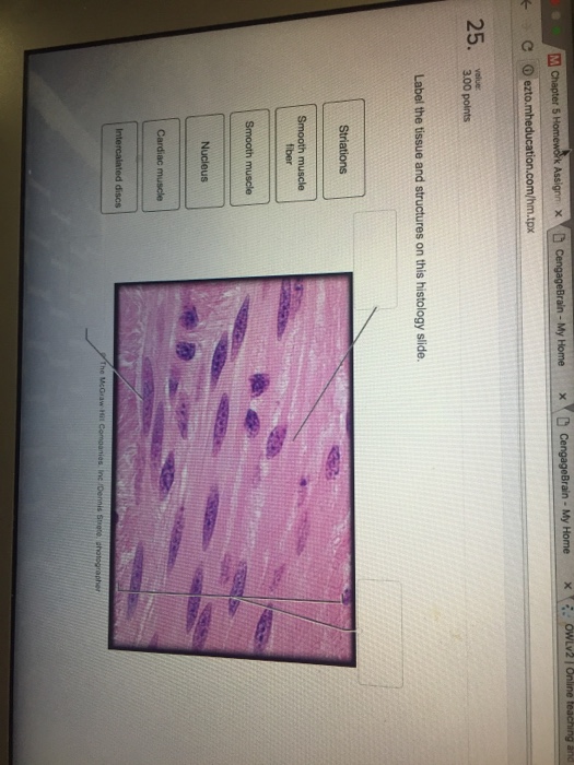 35 Label The Structures And Tissues On This Histology Slide - Labels ...