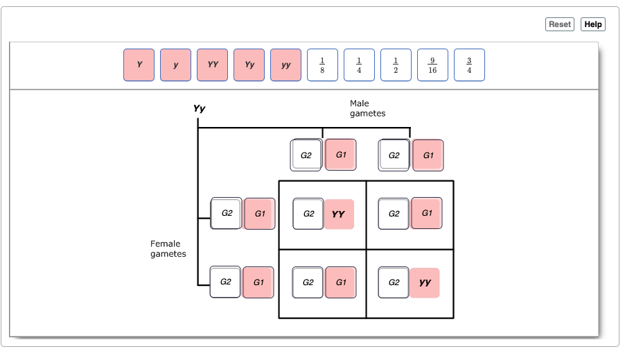 Solved Punnett Squares Are Convenient Ways To Represent The | Chegg.com