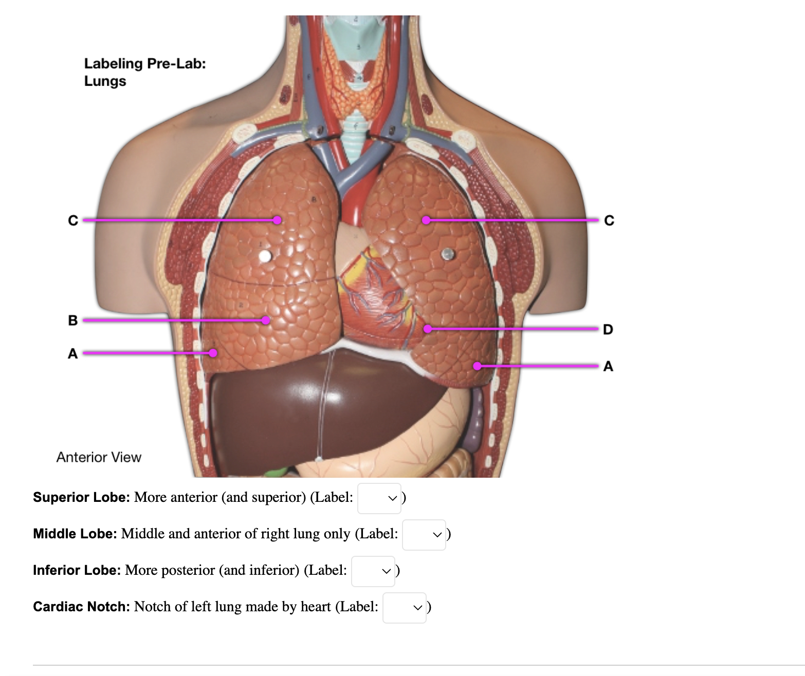 Solved Anterior View Lesser Curvature: Smaller curvature - | Chegg.com