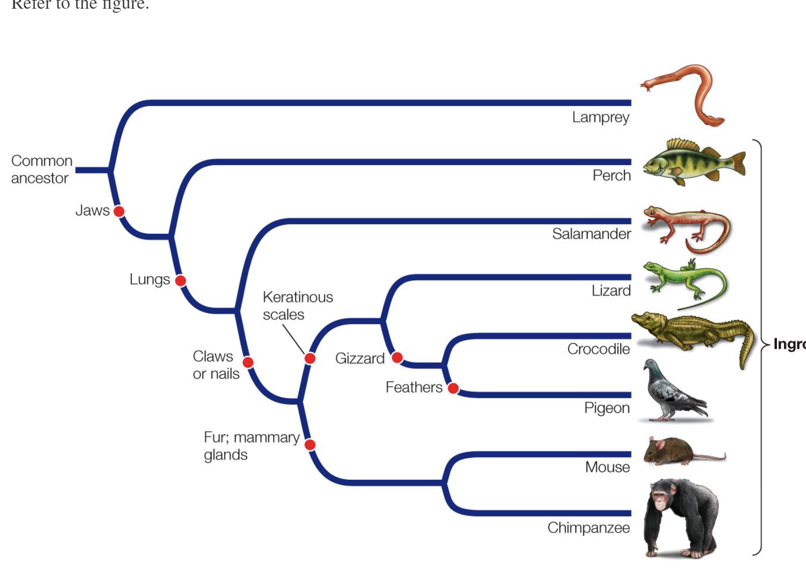 Solved Which Statement About This Phylogenetic Tree Is True? | Chegg.com