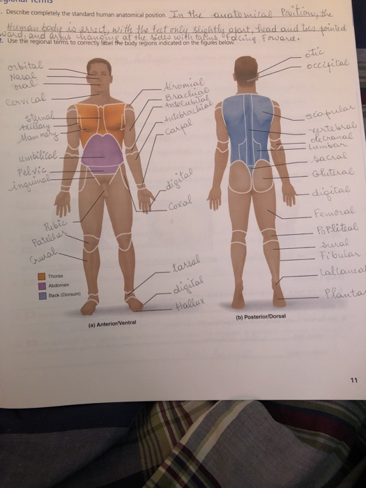 describe-the-standard-human-anatomical-position