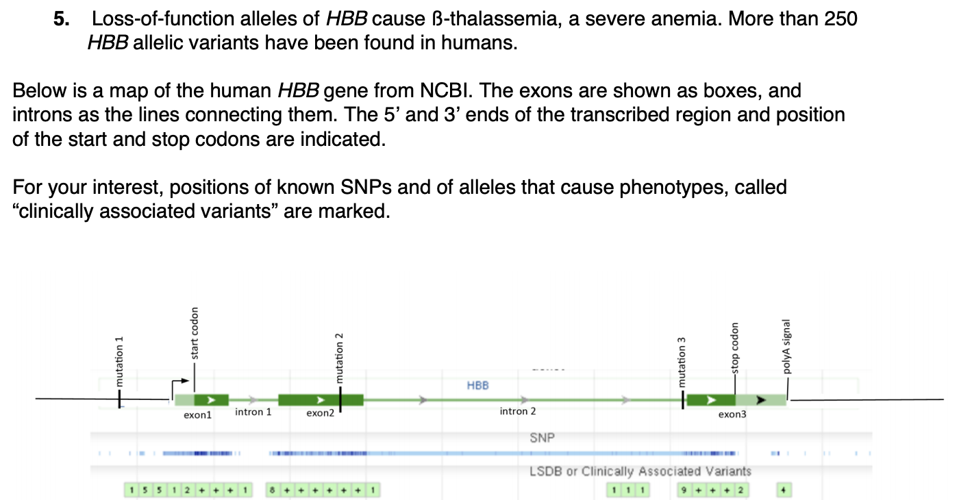 Solved 5. Loss-of-function alleles of HBB cause | Chegg.com