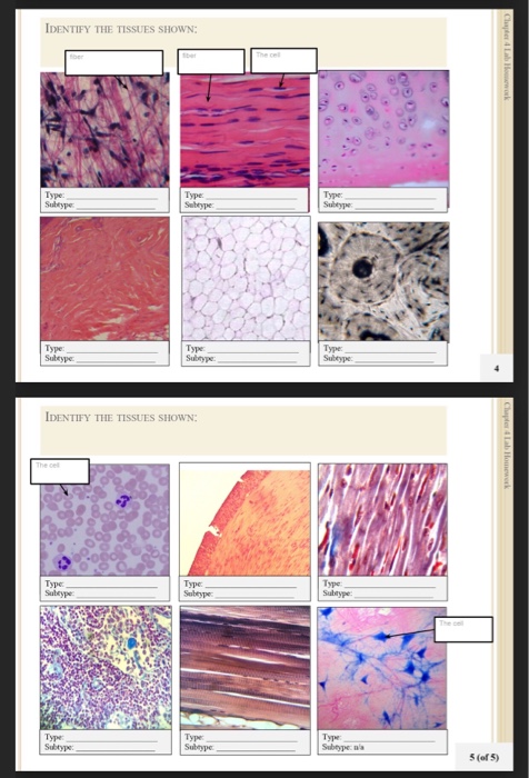 Solved If you can help me identify these tissues would be | Chegg.com