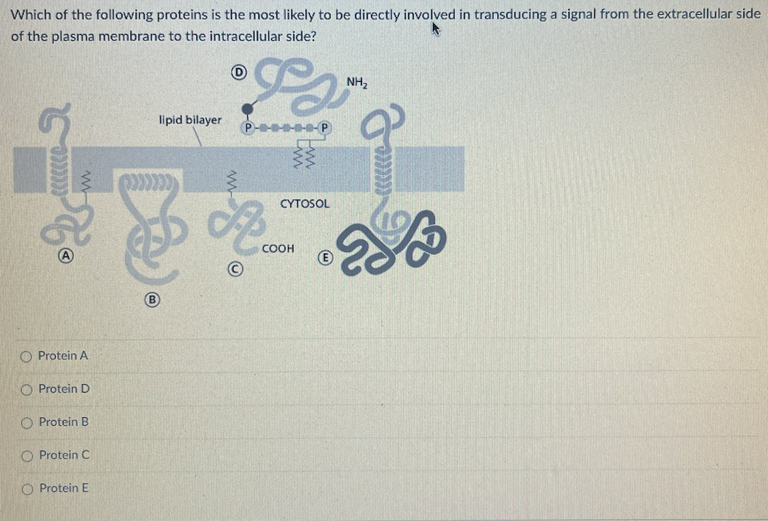 Solved Which of the following proteins is the most likely to | Chegg.com