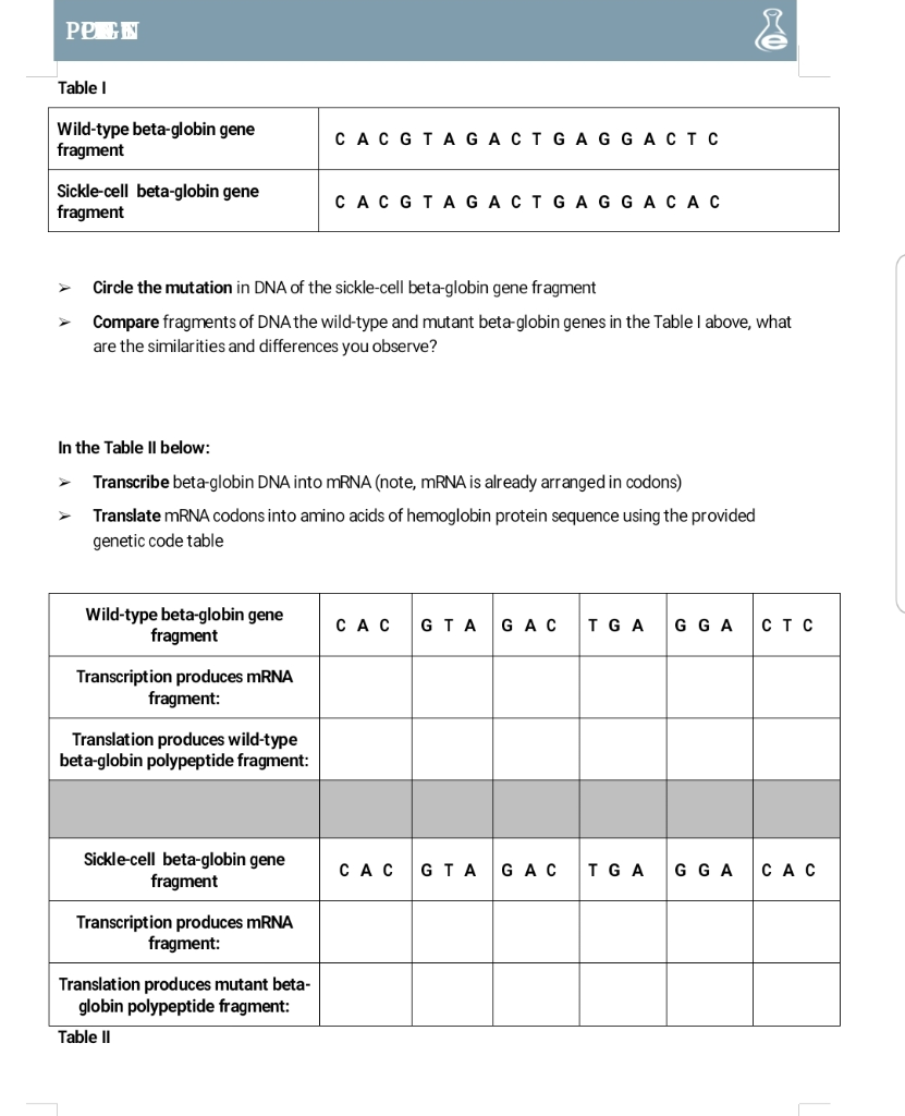 Solved Pp En Table 1 Wild-type Beta-globin Gene Fragment 