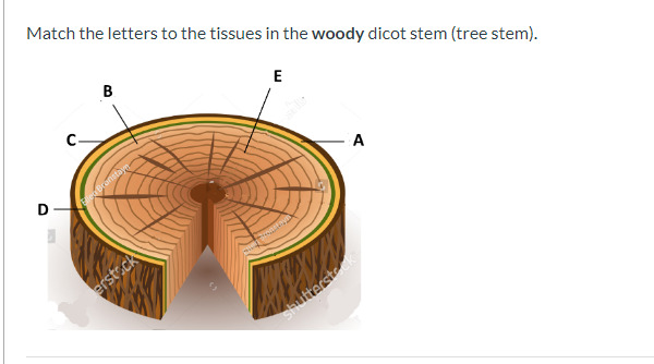 woody dicot root