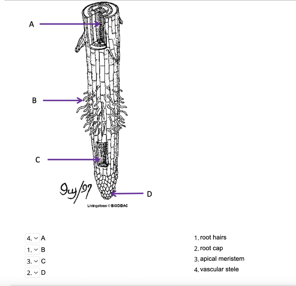 Solved Choose all of the following true statements. Hint 3