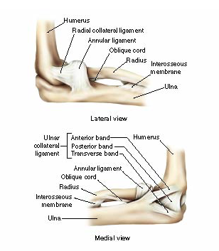 Solved Humerus Radial collateral ligament Annular ligament | Chegg.com