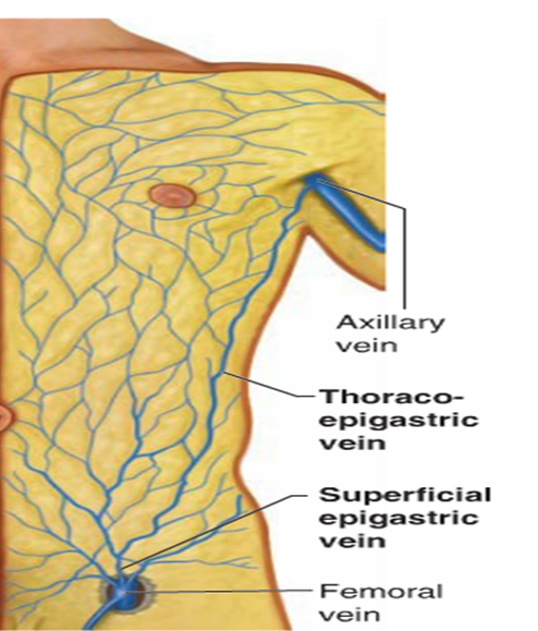 thoracoepigastric vein