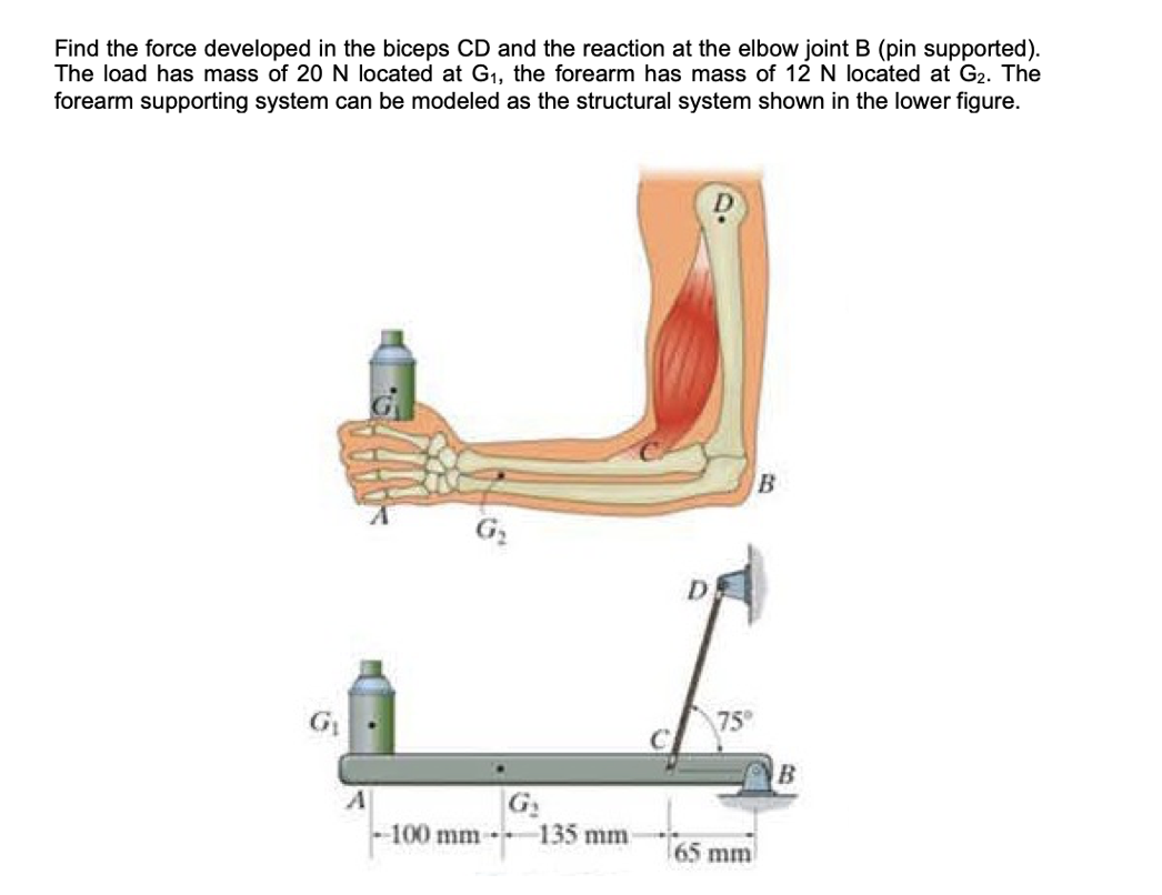 Solved Find the force developed in the biceps CD and the | Chegg.com