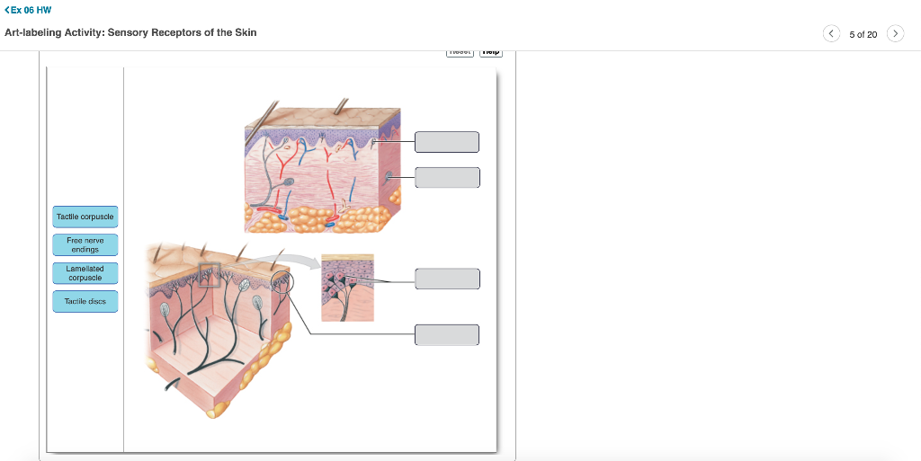 Tactile Receptors In The Skin