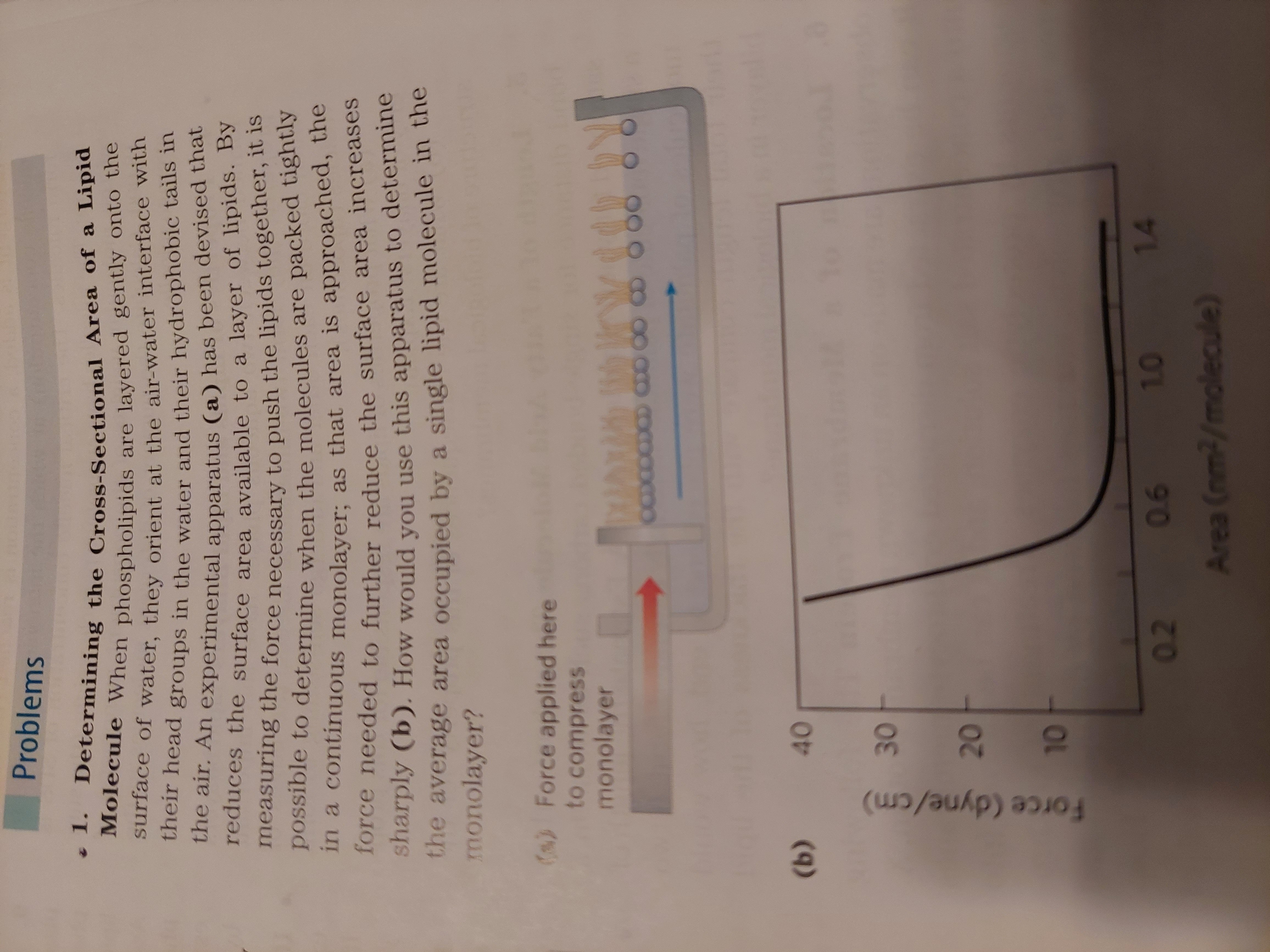 Solved - 1. Determining the Cross-Sectional Area of a Lipid | Chegg.com