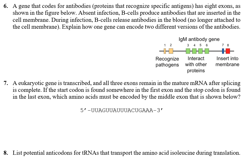 Solved 4. Determine the pre-mRNA, mature mRNA, and protein | Chegg.com