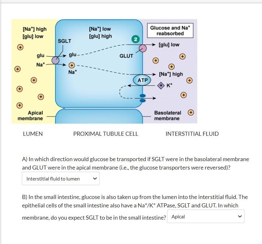 Solved [Na] high [glu] low [Na] low [glu) high Glucose and | Chegg.com