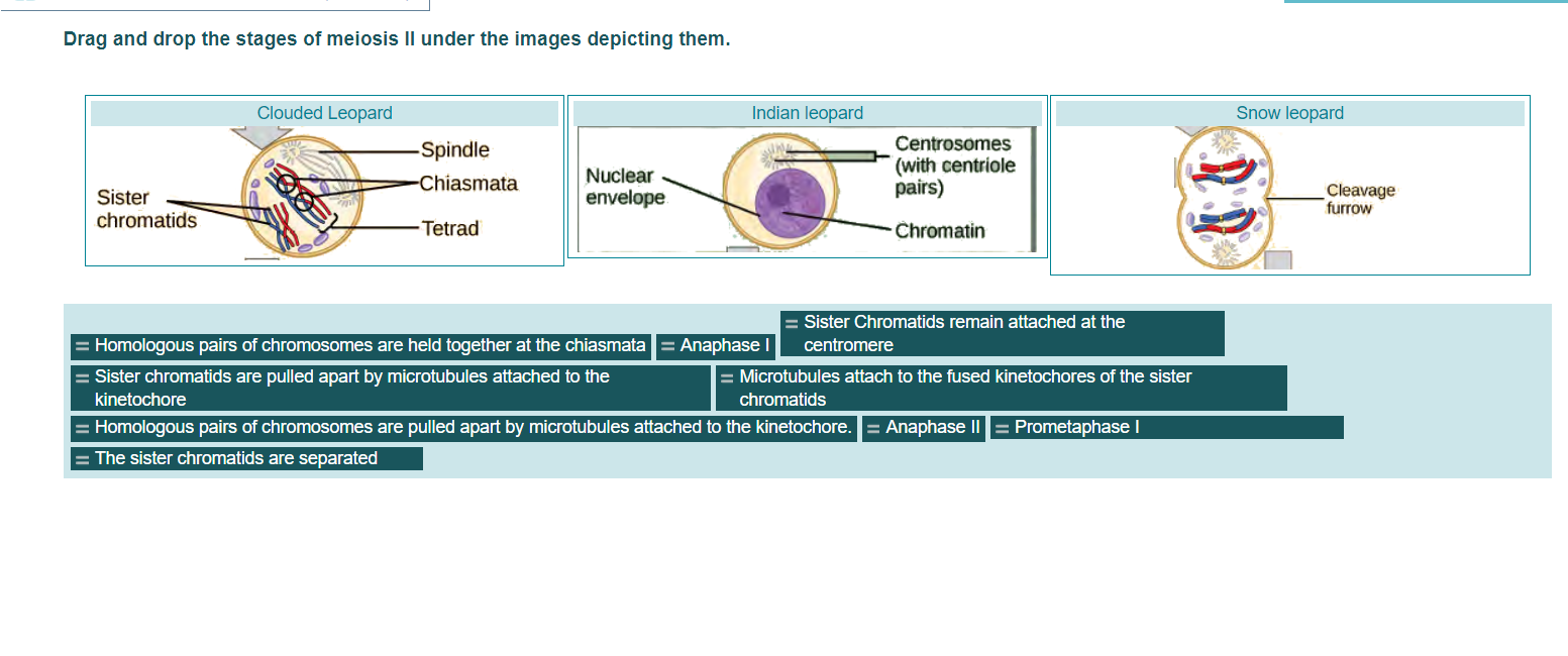 Solved Drag and drop the stages of meiosis II under the | Chegg.com