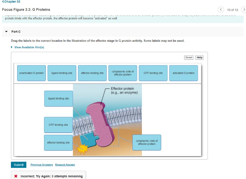 Solved Chapter 03 Focus Figure 3.3: G Proteins 10 Of 12 | Chegg.com