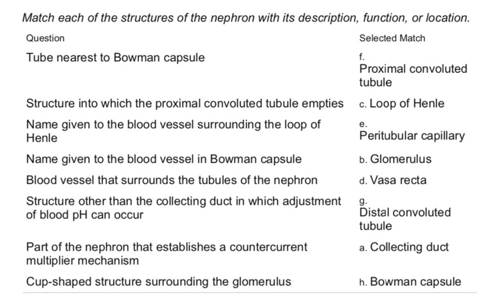 Solved Match each of the structures of the nephron with its | Chegg.com